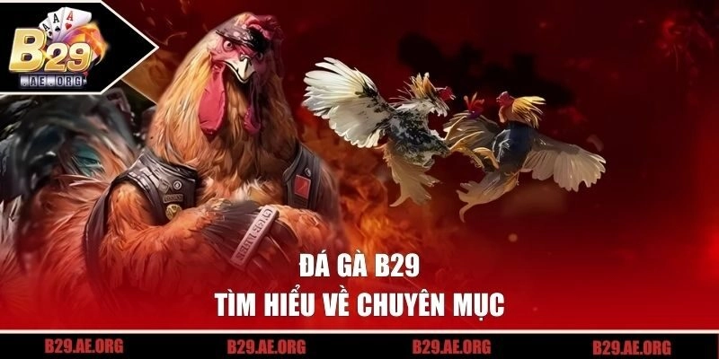 Tìm hiểu về chuyên mục đá gà B29